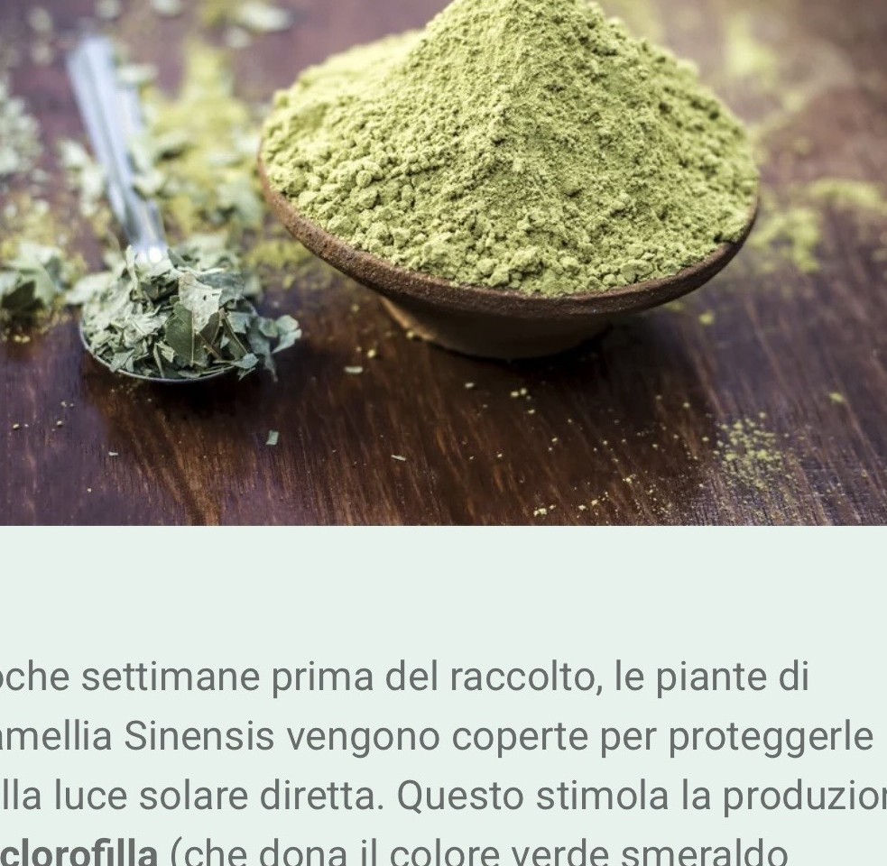 Tè Matcha puro in polvere
