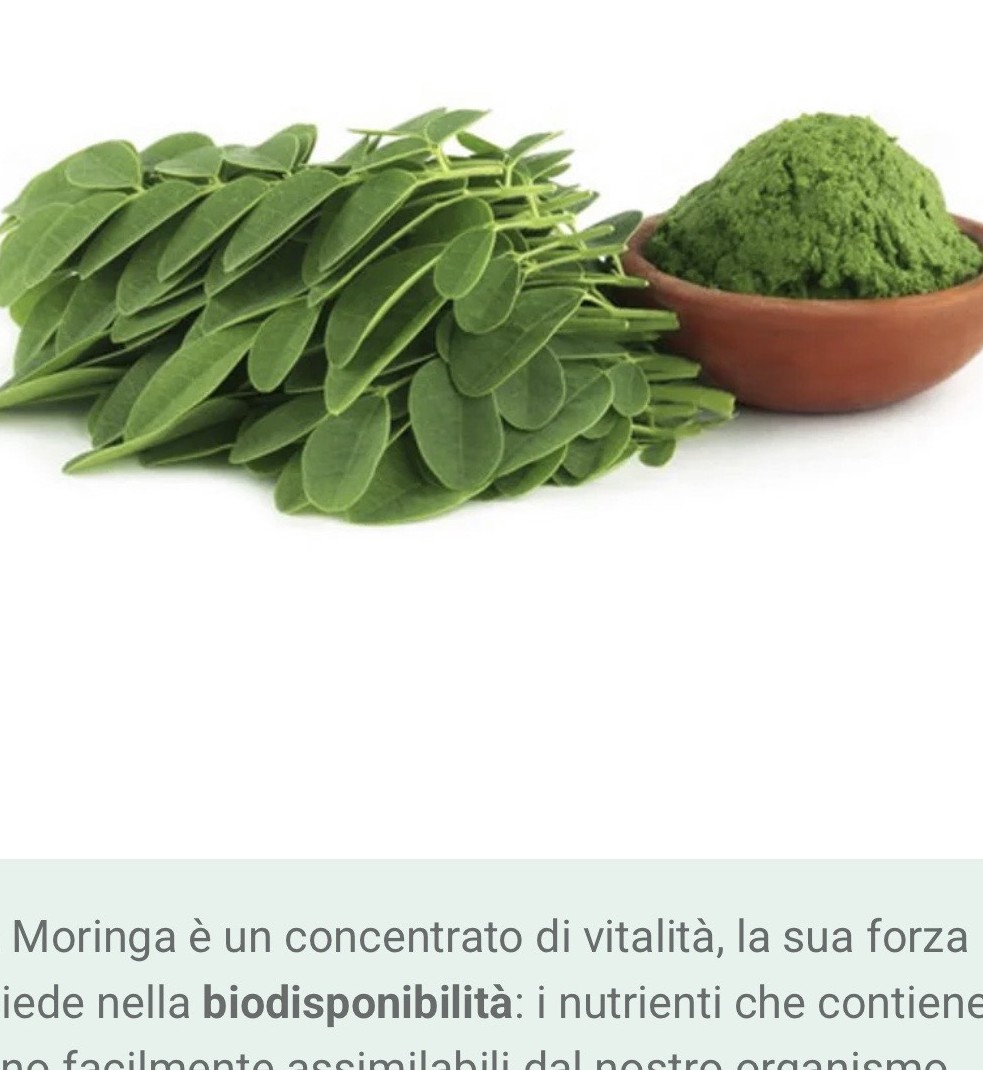 Moringa Bio in polvere
